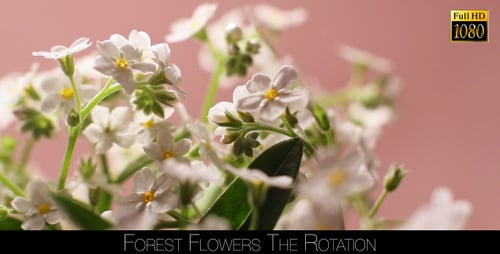 Forest Flowers The Rotation 4