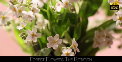 Forest Flowers The Rotation 5