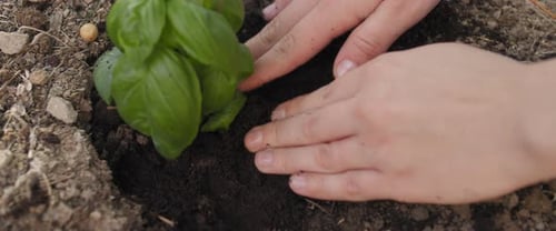 Woman planting basil plant sapling to soil. Earth day,environment,nature concept