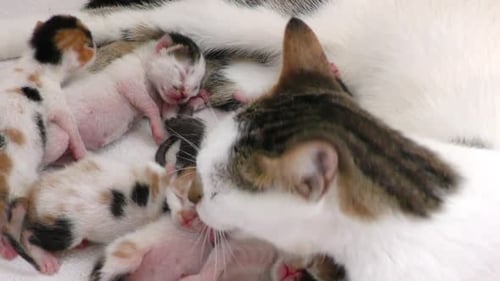 Mom Cat And Kitty 3
