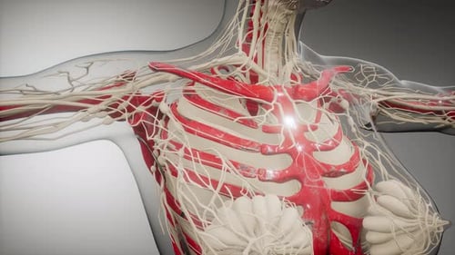 3D Animation of Human Thorax Anatomy with Nerves and Vessels
