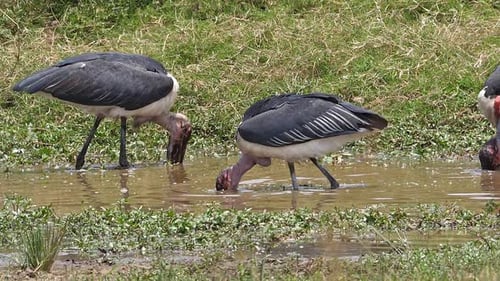 Marabou Stork, leptoptilos crumeniferus, Group Fishing at the Water Hole, Masai Mara Park in Kenya