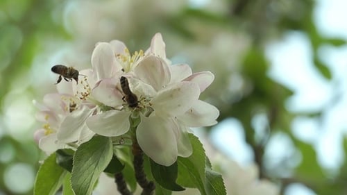 Bees Pollinating Spring Flowers