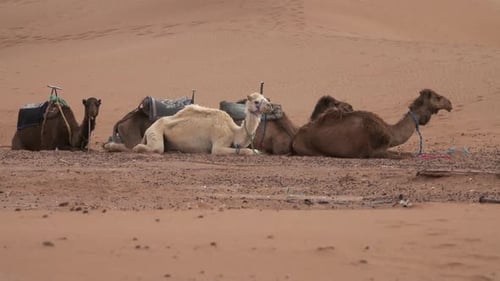 Gruppe von Kamelen ruht in der Sahara