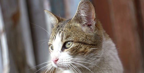 Striking Close-Up of a Tan and White Cat