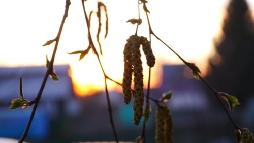 Birch Catkin