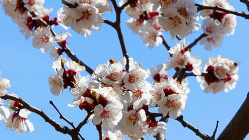 White Blossoms Against a Light Blue Sky