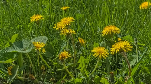 Grass, Dandelion And Bee