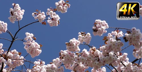 Flowers on Tree