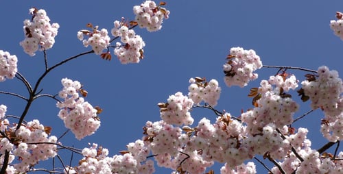 Blumen am Baum