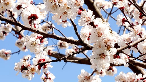 Tree Branch With White Flowers