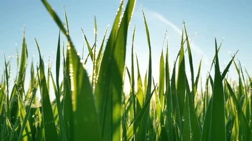 Long Green Stems of Grass with Dewdrops Against Sunrise