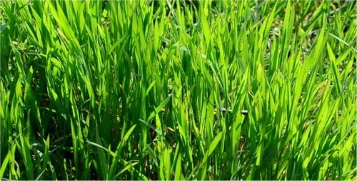 Gras 16