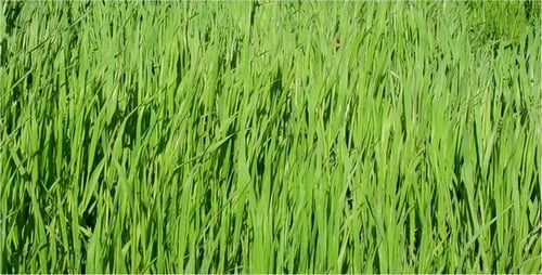 Field of Green Grass Blowing in the Wind