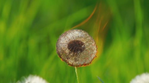 Dente-de-leão ardente