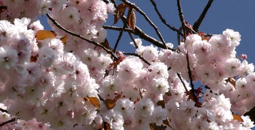 Flowers on Tree 2