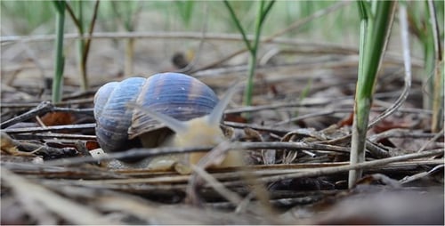Caracol