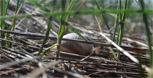 Schnecke 3