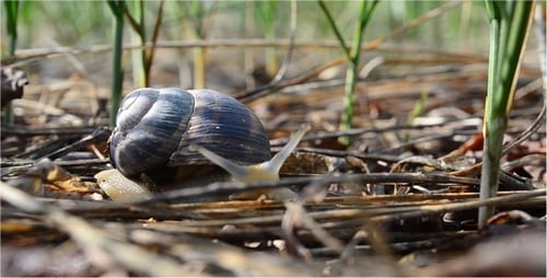 Schnecke 4