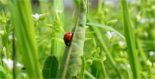 Red Ladybug Resting on a Green Leaf