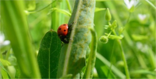 Ladybug Resting on a Green Plant Stem