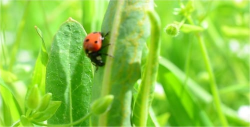 Ladybug Crawling on Green Leaf in Bright Sunlight