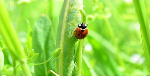 Ladybug Crawling on a Leaf in Summer