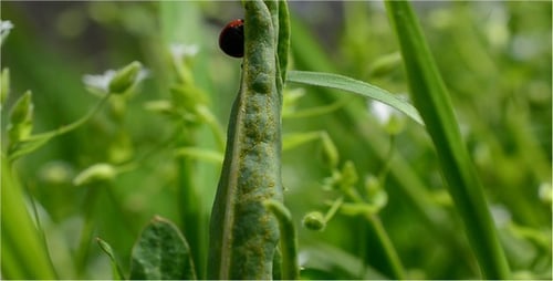 Ladybug on Plant in Green Meadow