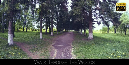 Walk Through The Woods 2