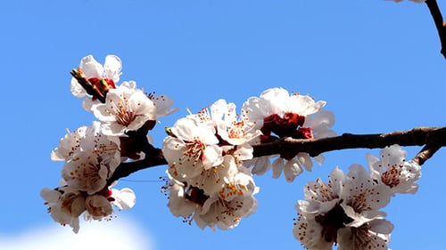 Tree Branch With Flowers