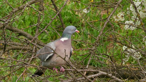 Pigeon gris assis sur la branche