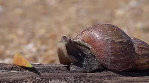 Snail Slowly Moving on Wood With Fruit