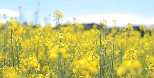 Vibrant Yellow Flowers in a Rural Field