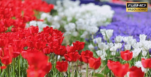 Vibrant Red, White, and Blue Tulips Bloom in Spring