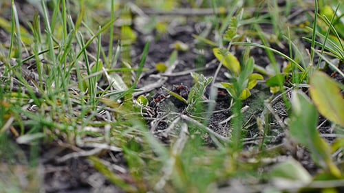 Ants In Grass