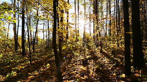 Wunderschöner Herbstwald mit Sonnenschein