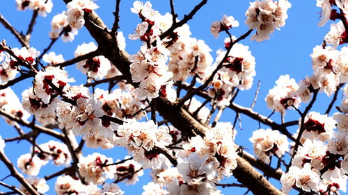 Tree Branch With Flowers