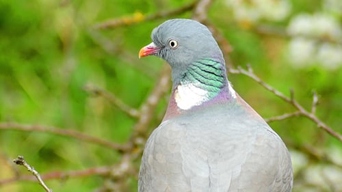 Pigeon gris assis sur la branche