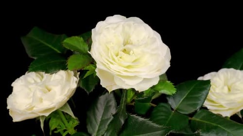 Time Lapse of Opening White Rose Flower