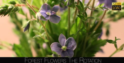 Forest Flowers The Rotation 5