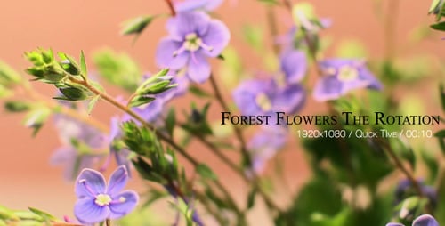 Forest Flowers The Rotation 6