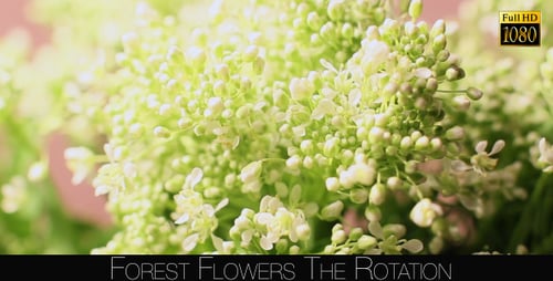 Forest Flowers The Rotation 7
