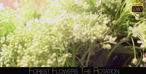 Forest Flowers The Rotation 8