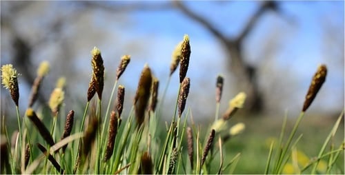 Spring 10