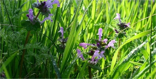 Blumen 9