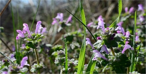 Frühling 11