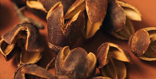 Close Up of Empty Seed Pods on Surface