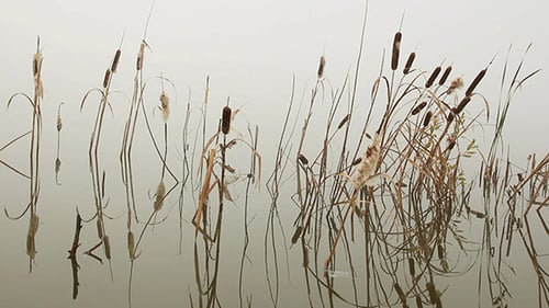 Lake In Mist Stems Of Reeds Reflected In Water