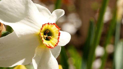 Narcissus Flower In A Garden