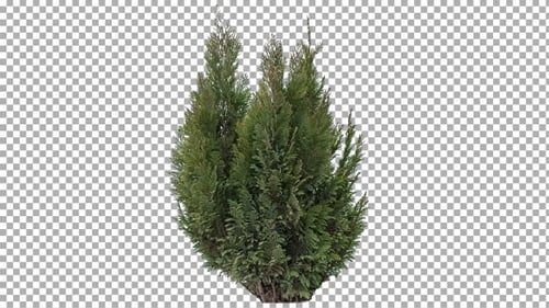 Real Coniferous Plant Isolated 2 (gentle wind)